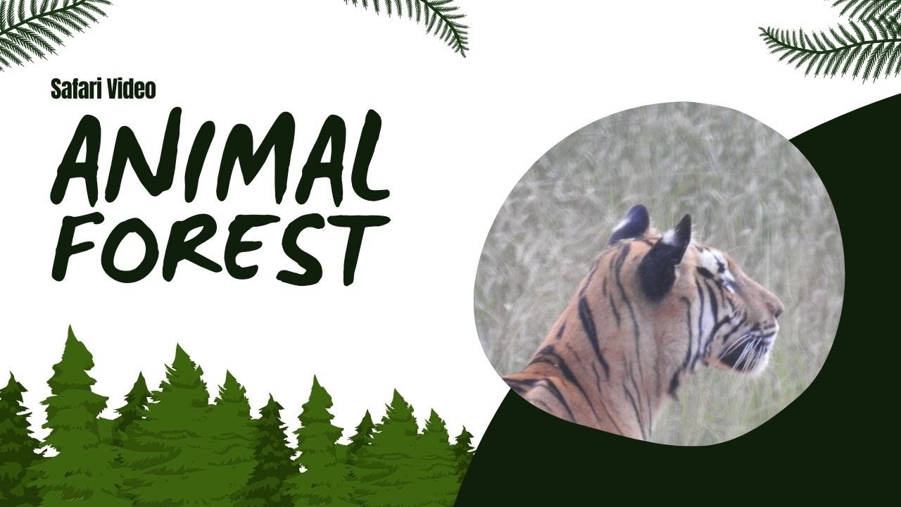 Capturing Tigers in the Wild |Inside India’s Tiger Territory | Tadoba Andhari Safari