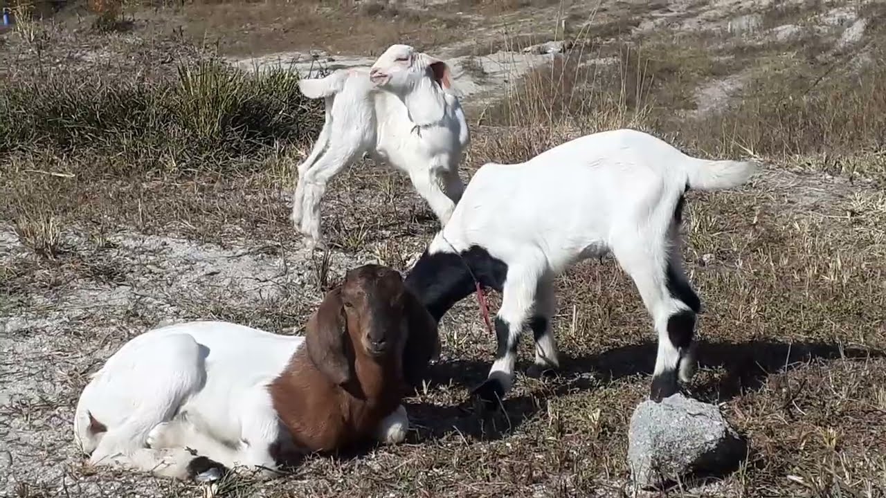Goat family takes break from grazing