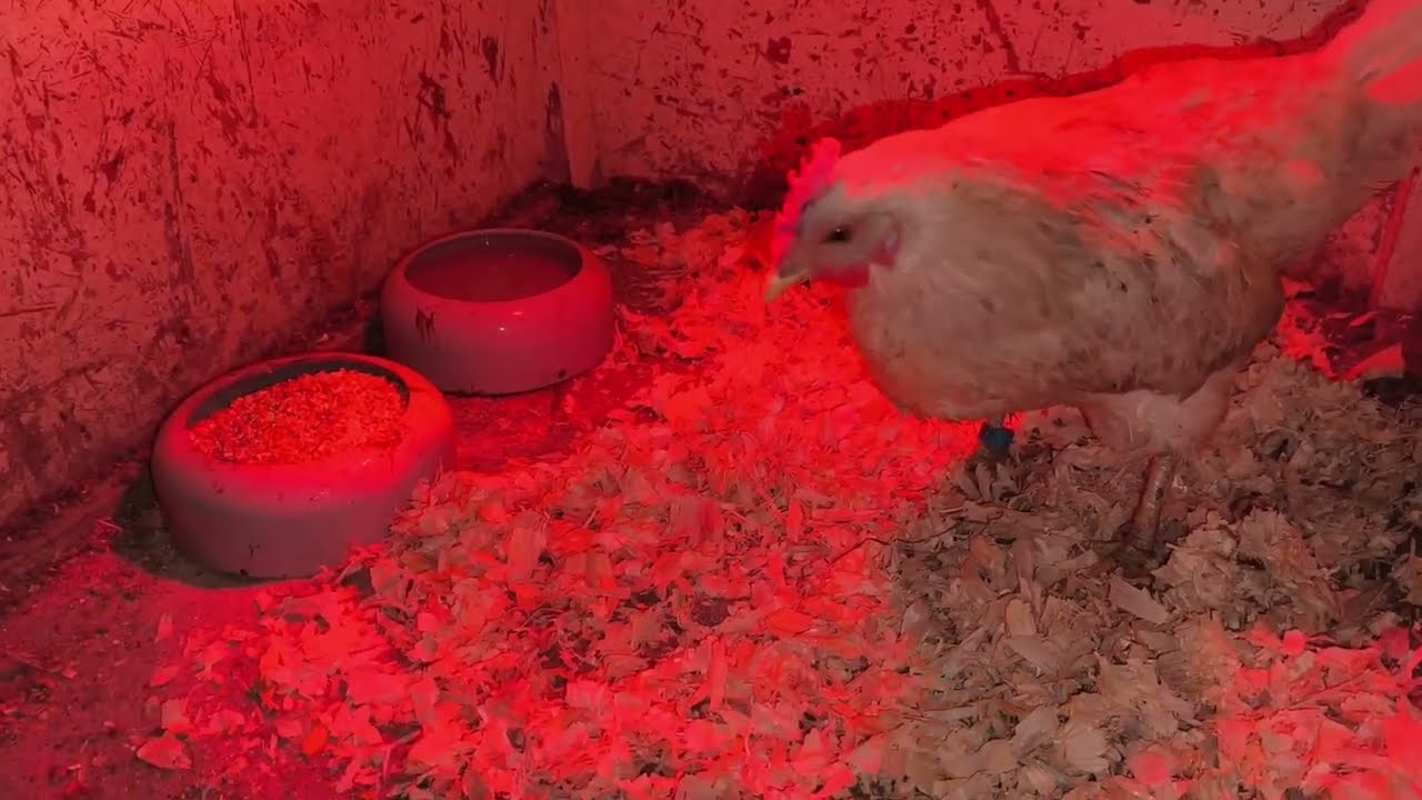 Что с курочкой произошло? Это невероятно!