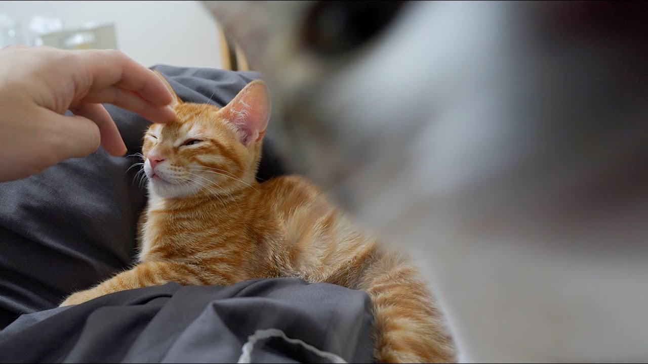 Big Cat Gets Jealous When I Only Pay Attention to the Baby Kitten