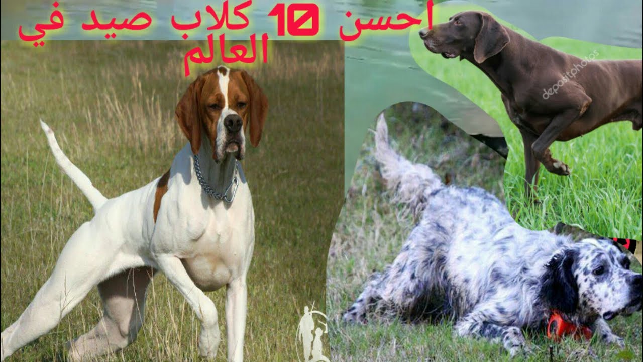 افضل عشر كلاب صيد في العالم