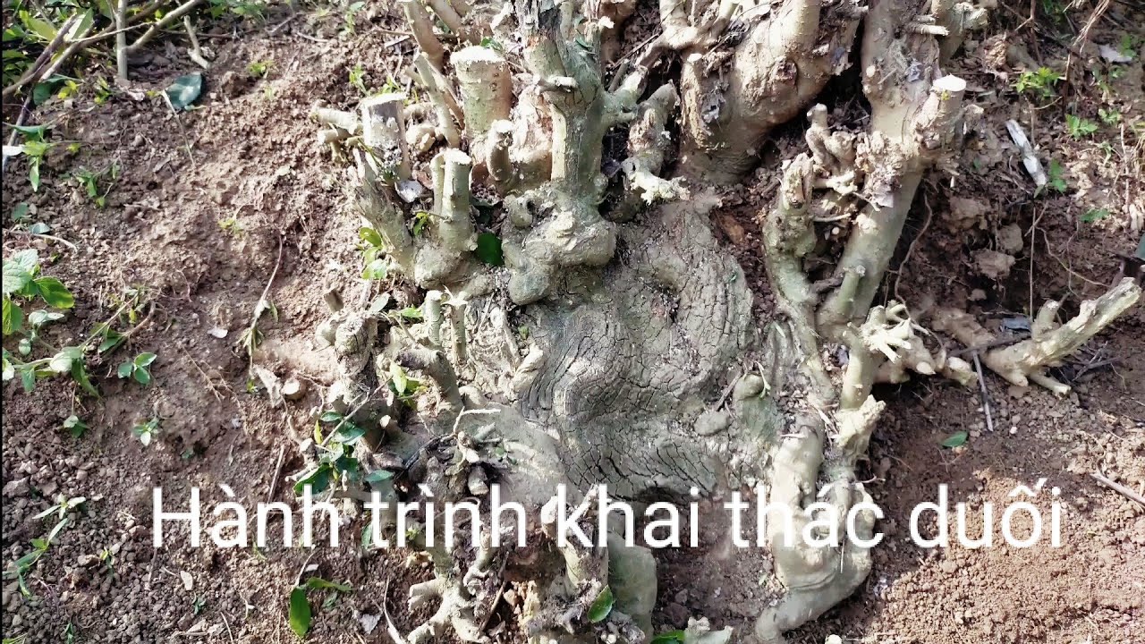 Hành trình khai thác cây cảnh