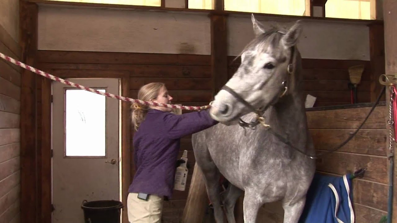Horses Care & Grooming : Horse Grooming Show Tips