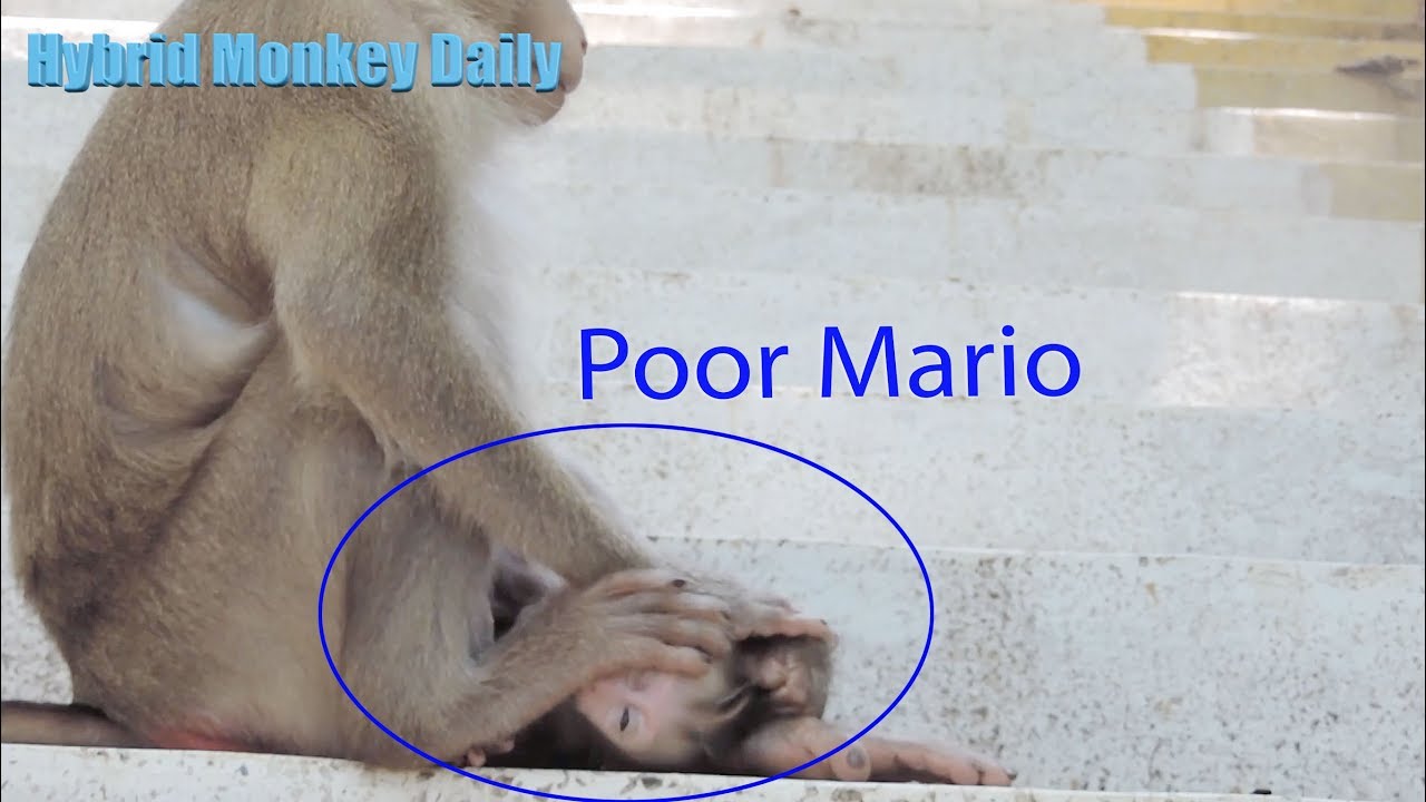 Why Mama Marry Wrong Torturing To Tiny Baby  Mario ? So Pity Tiny Baby Mario