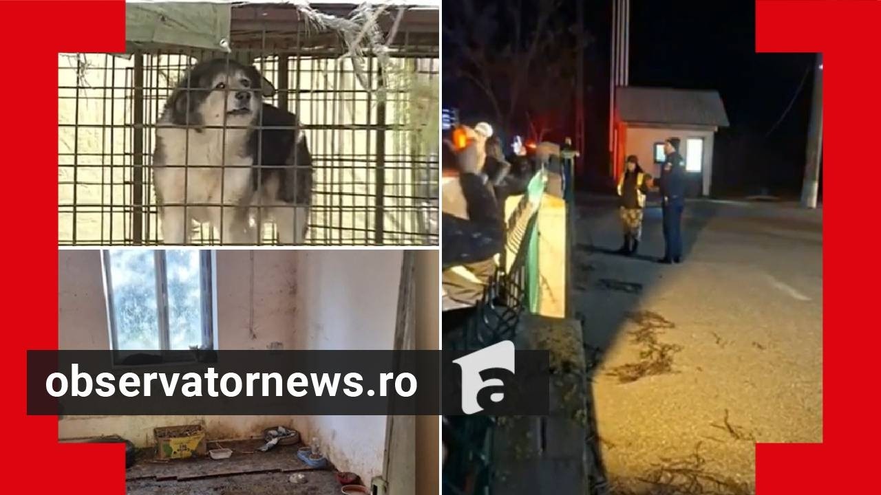 Peste 200 de câini din adăpostul Uzunu îşi aşteaptă salvarea. Autorităţile spun că nu au bani