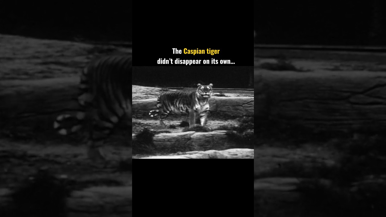 A Tiger No One Tried to Save : Casperian Tiger 🐅🐯 #tiger #animals #shorts