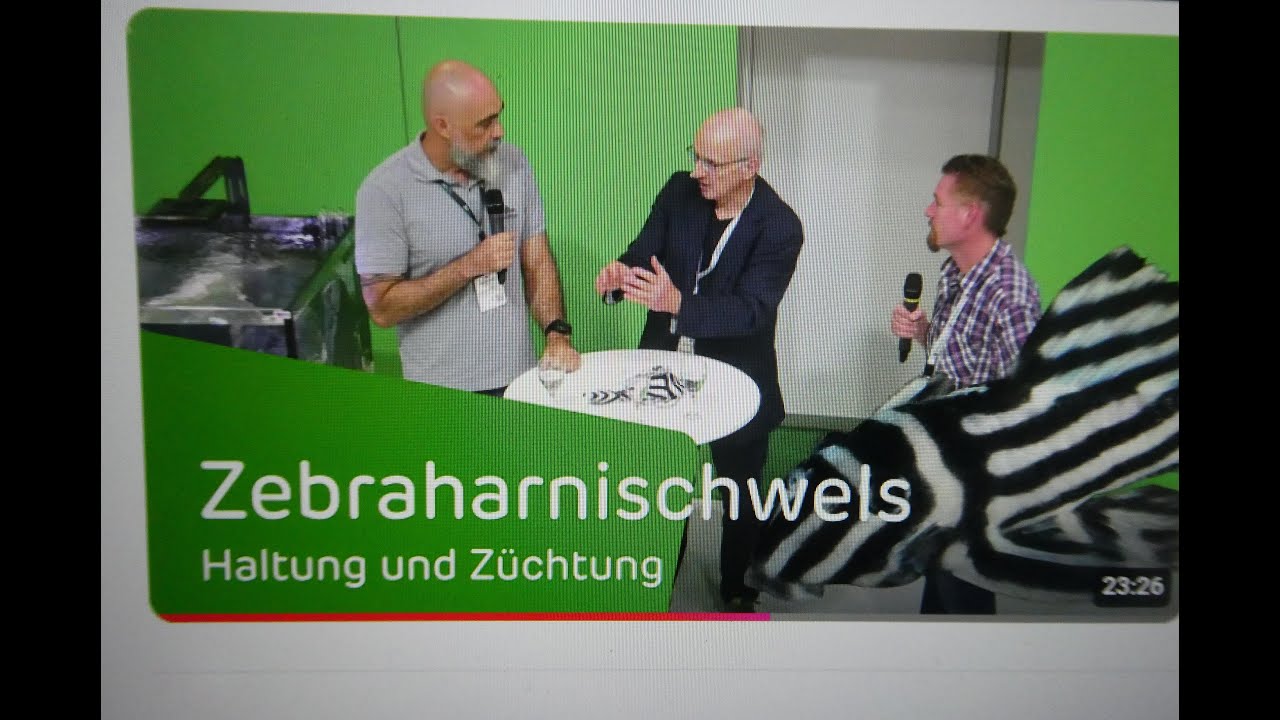 Hypancistrus zebra L46 breeding & feeding explained by specialists, Interzoo 2024, Dr. Souza & Hille
