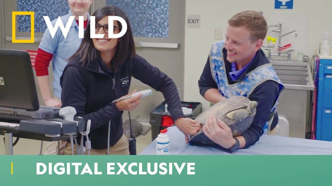 Turtle Health Check | Secrets of the Zoo | National Geographic Wild UK