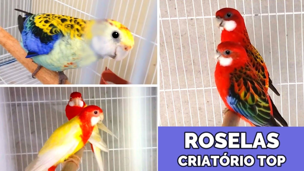 ROSELAS - Visita ao Criatório NOVO.