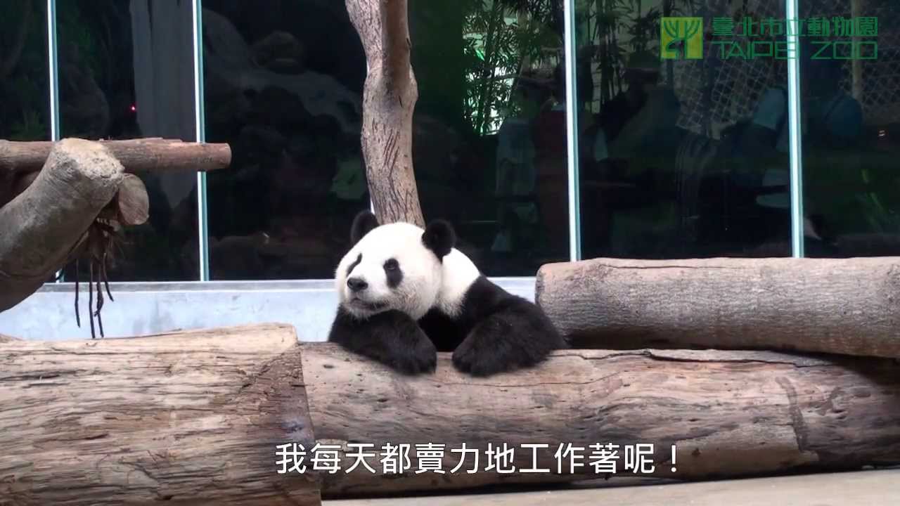 團團的新生活運動 What does father Tuan Tuan do?