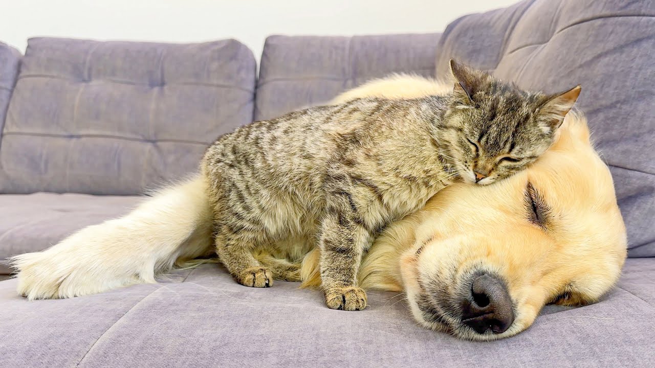 This Kitten and Giant Golden Retriever are Best Friends!
