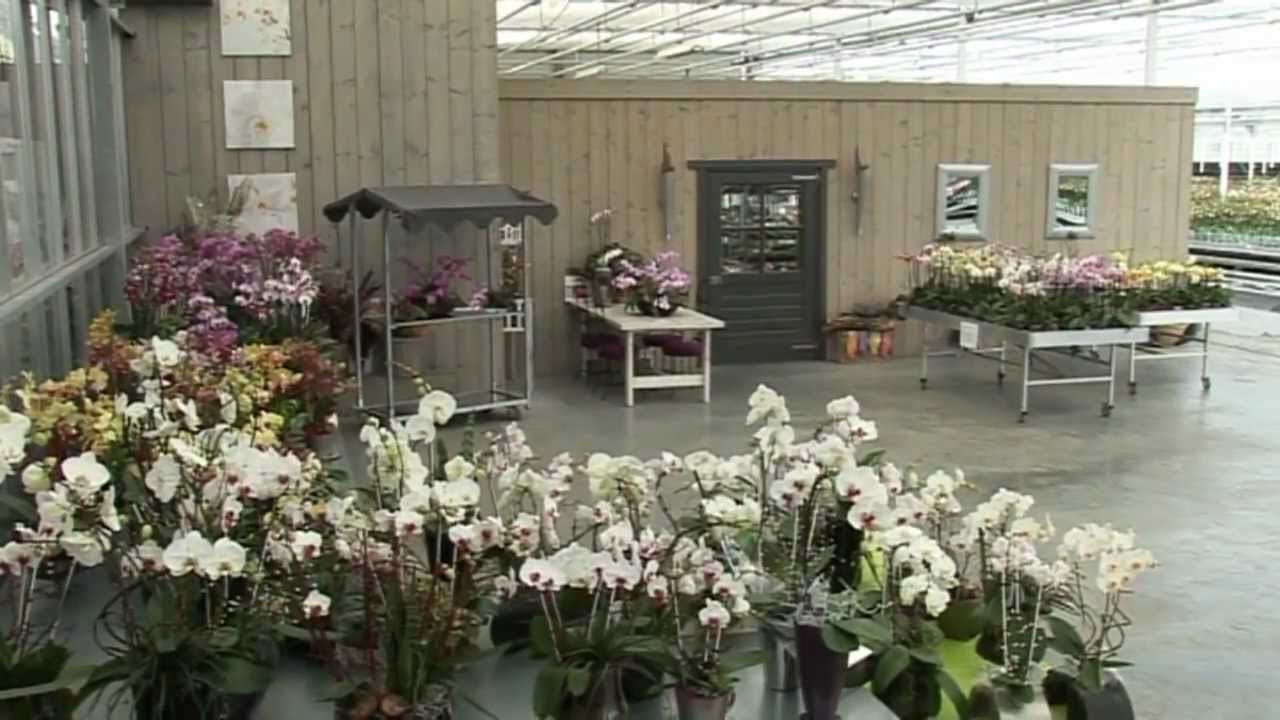 Stolk Orchids