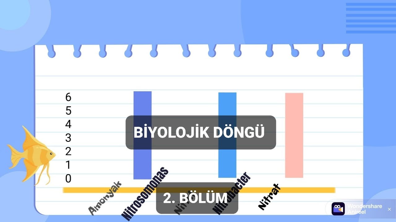 Biyolojik Döngü Oluşumu