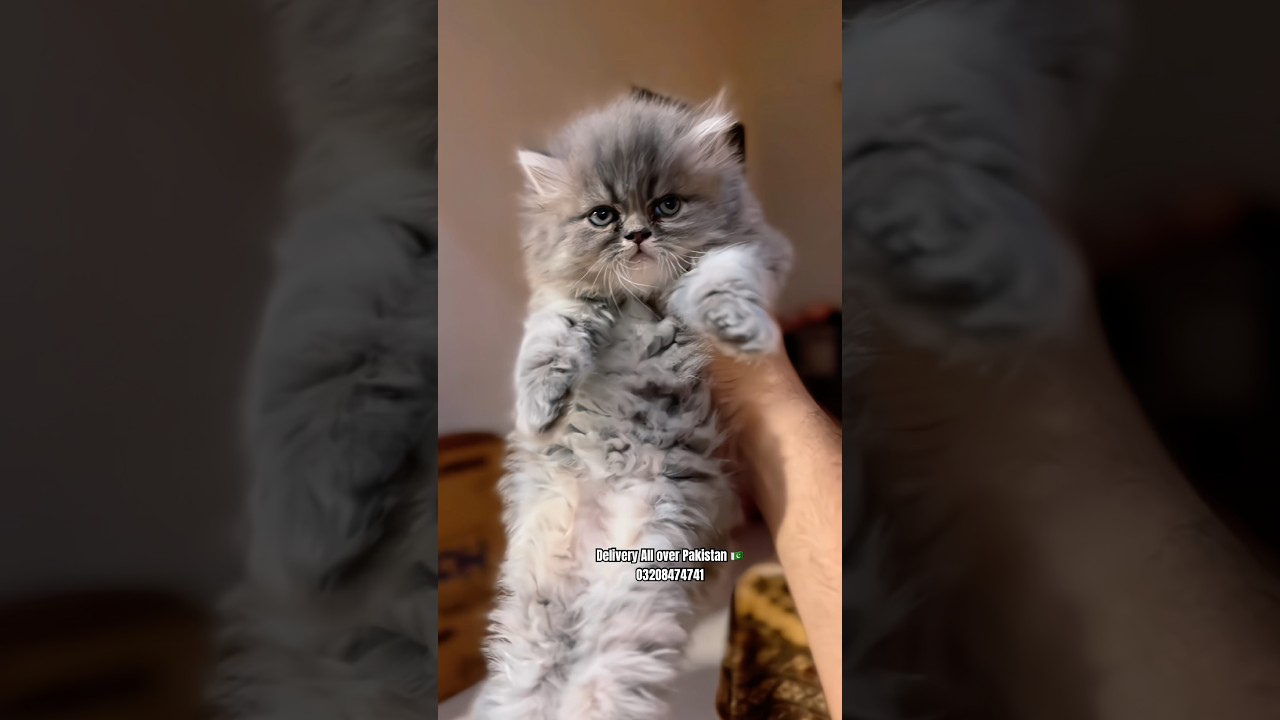 Persian kittens in Pakistan with home delivery/Cats wholesale market in Pakistan #cat #kitten #pets