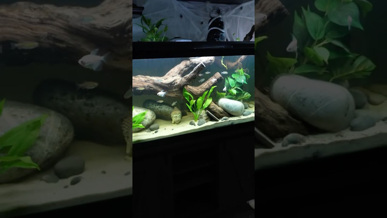 New 75 gallon tank, part 4