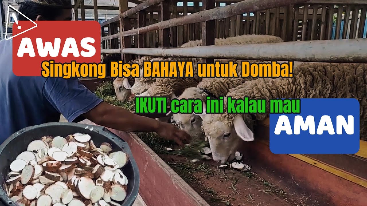 Peternak Domba WAJIB Tahu! Cara Aman Beri Singkong Mentah untuk Pakan