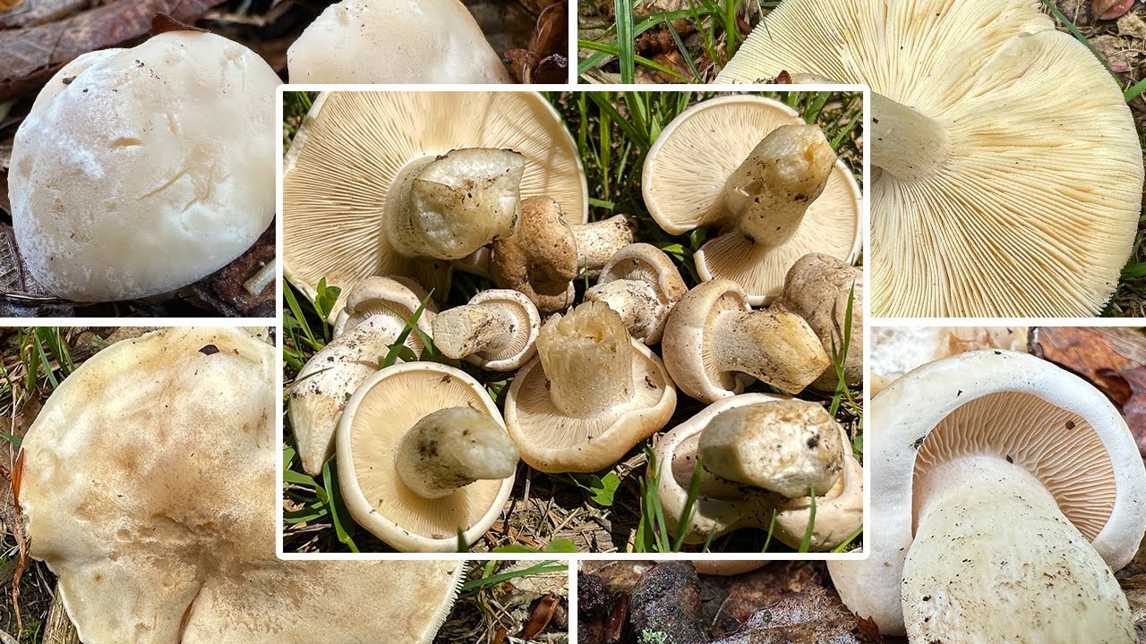 Mairitterlinge finden, sicher bestimmen & sammeln | Maipilz, Georgsritterling, Calocybe gambosa