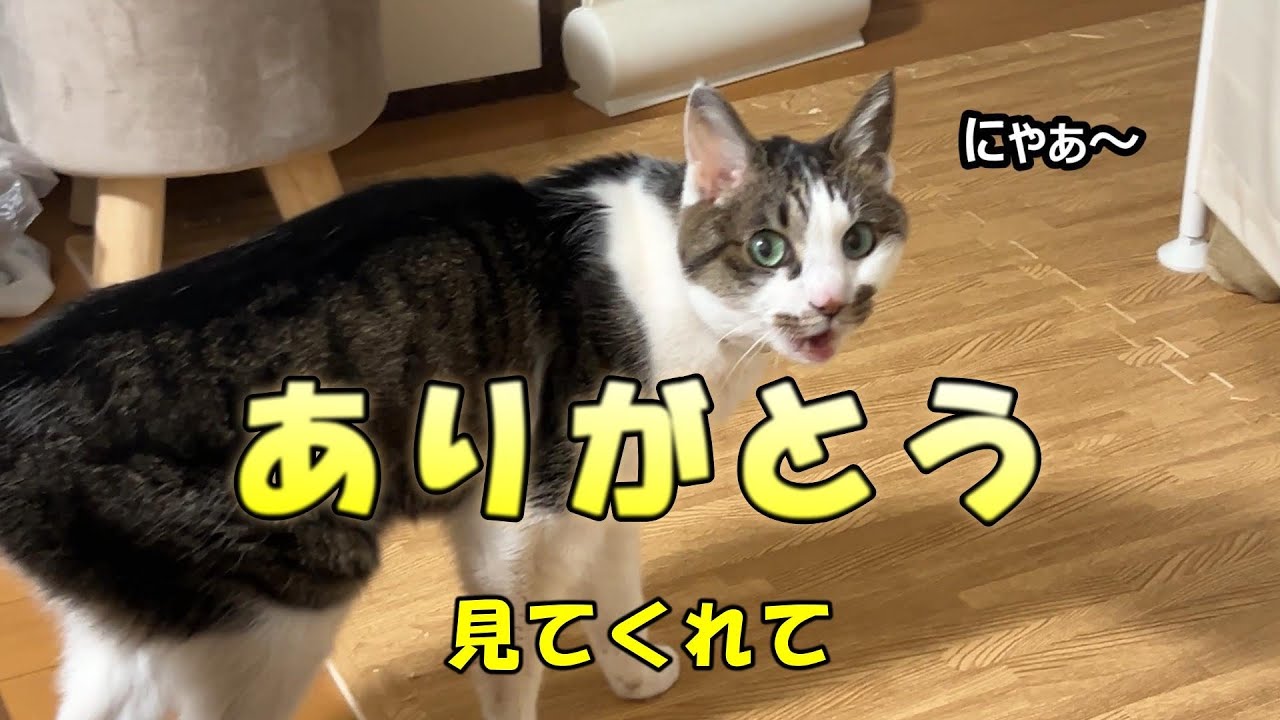 [ぽん子ライフ]初めて話します/YouTube始めた理由