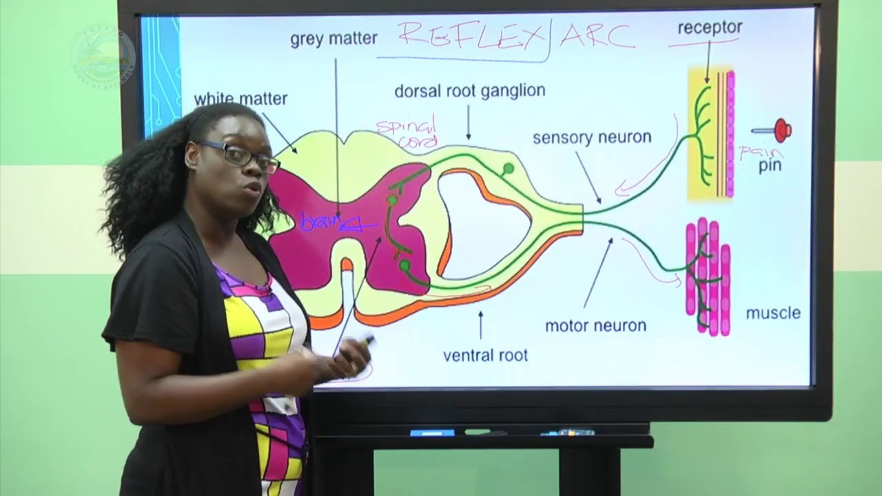 CSEC Biology- Irritability Pt.1 Of 2