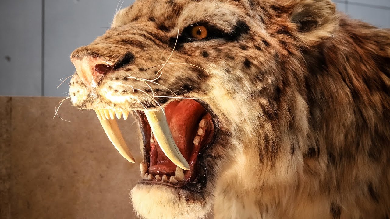 What Really Caused Saber-Tooth Tigers To Go Extinct