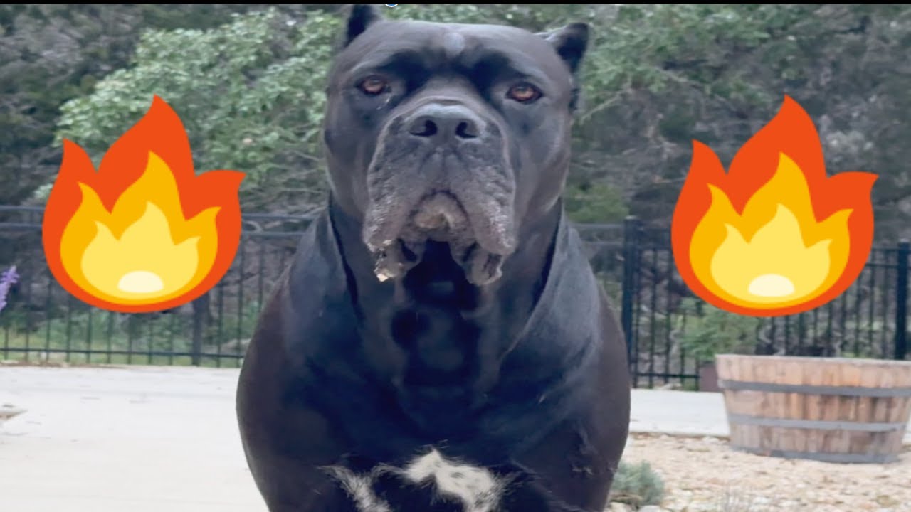 CANE CORSO Protection in ACTION: Ultimate GUARD DOG