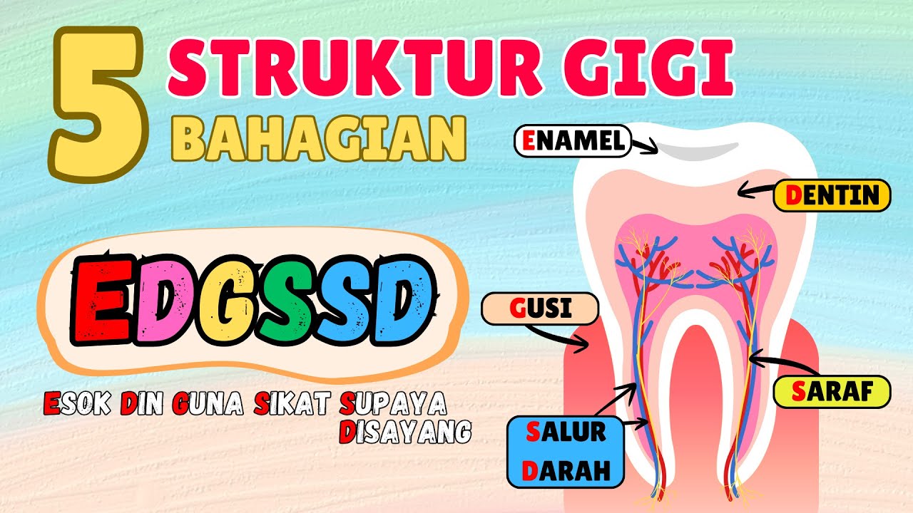 Struktur Gigi | Sains Tahun 3