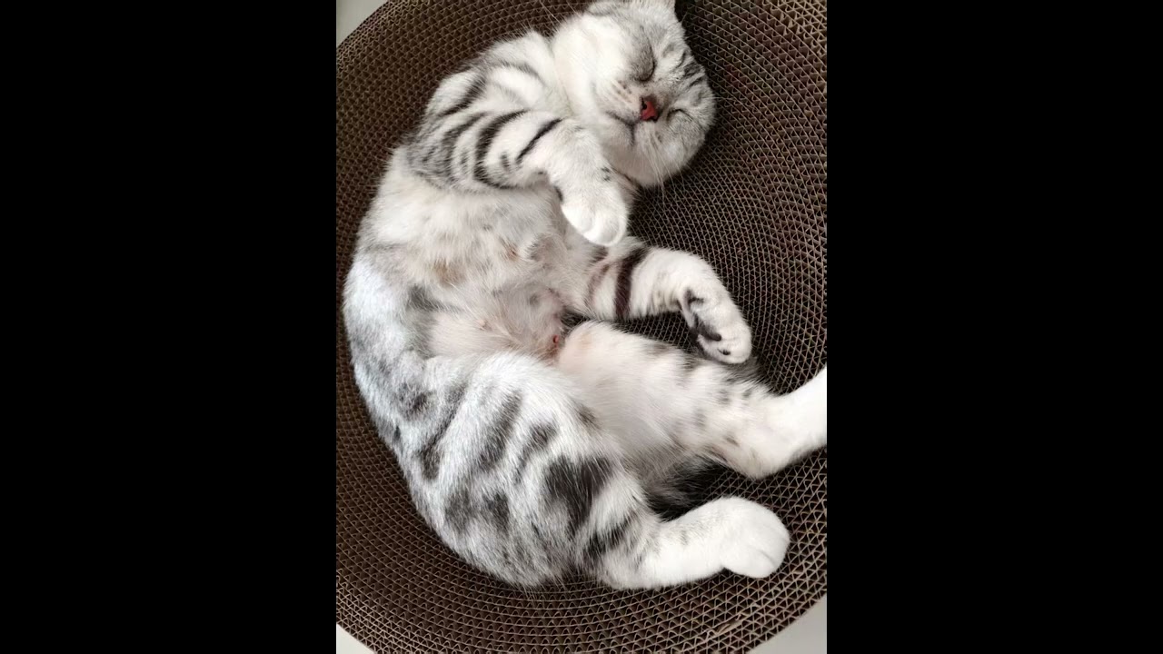 Charming sleeping posture