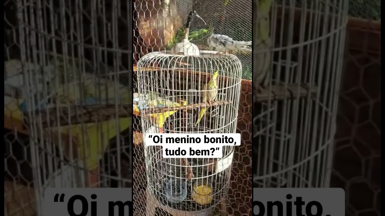 Calopsita falando: Oi menino bonito tudo bem?