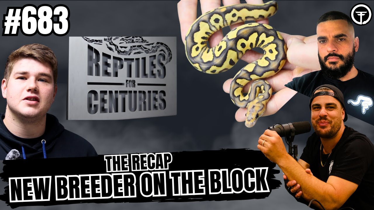 Truth About The Ball Python Market & Where Things Are REALLY Headed | The Recap NBB Live