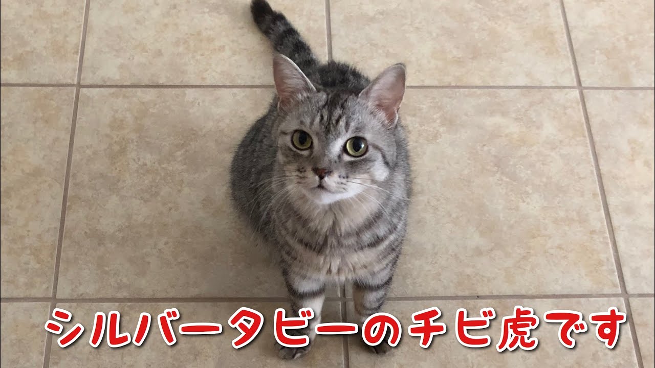 Meet Chibi! Lovely Silver Tabby Cat