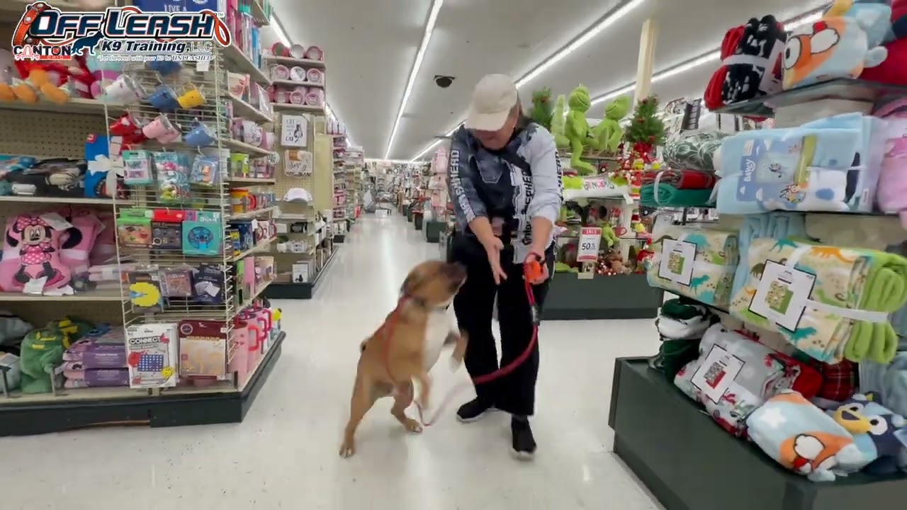 Rubble | 2.5 Year Old Bulldog Mix | 2 Week Board and Train | Canton, OH