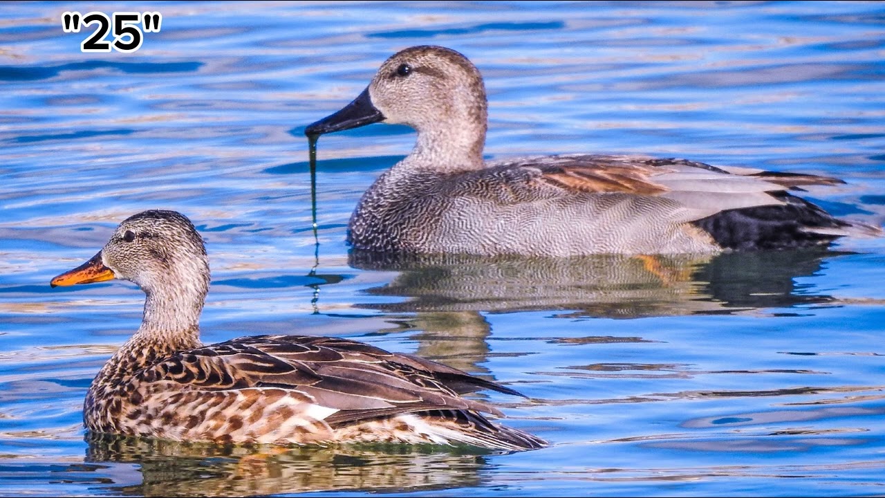 50 especies de aves fotografiadas en Toledo.