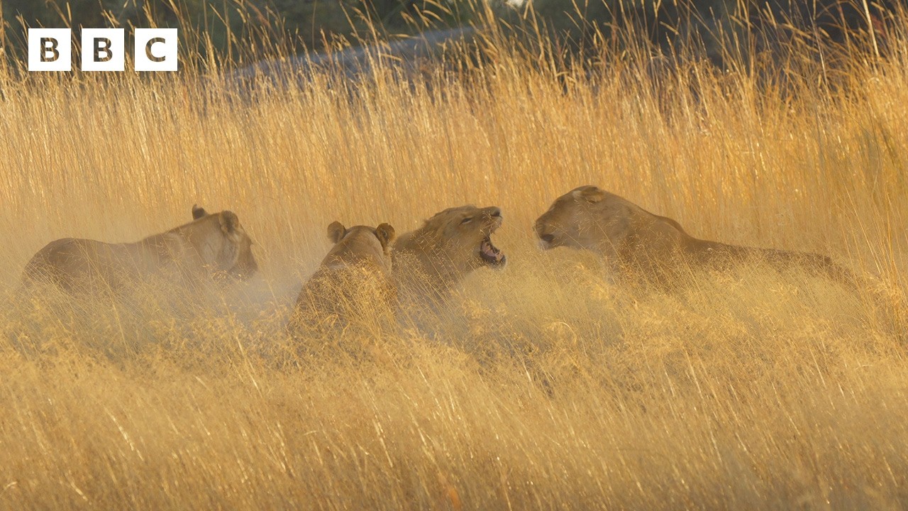 Lionesses fight intruder males to protect their cubs | Big Cats 24/7 Series 2  - BBC