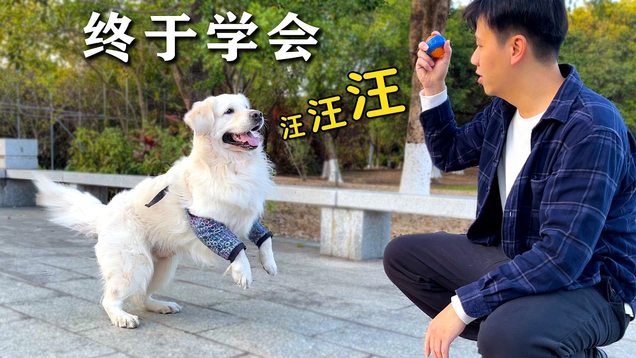 整整三年，大金毛终于学会了叫...