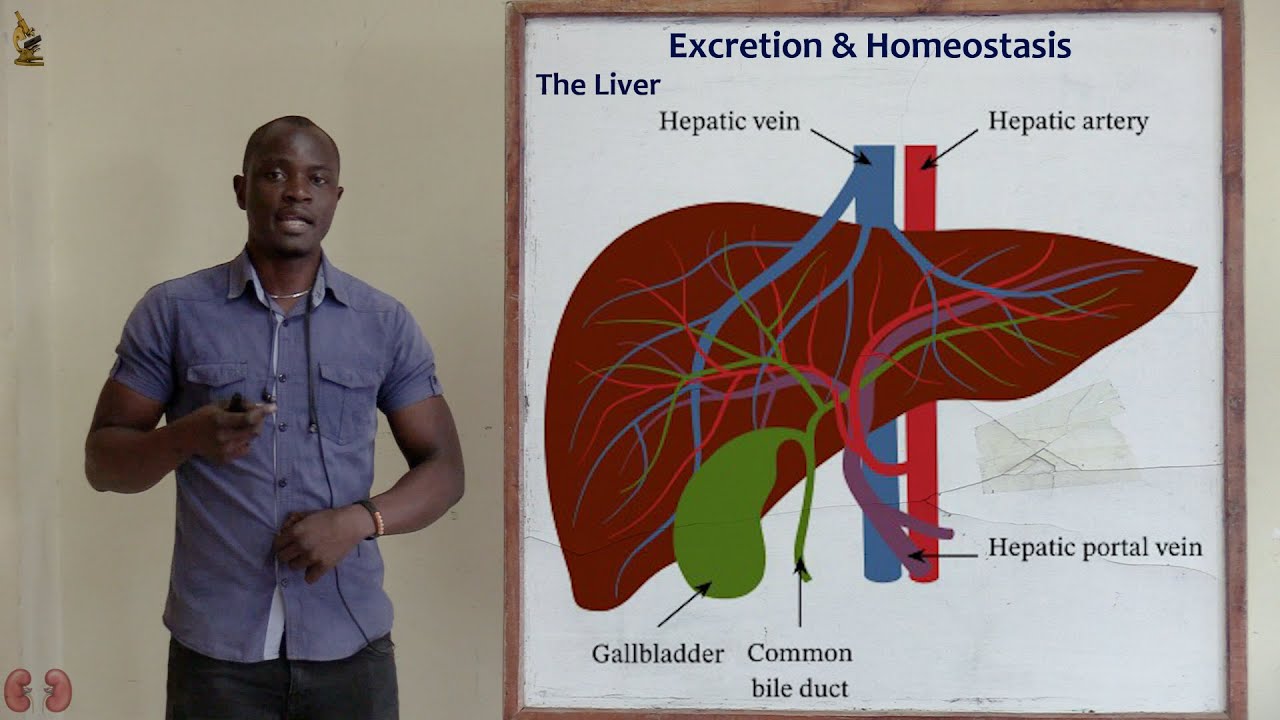 32. The Liver Biology Form 2