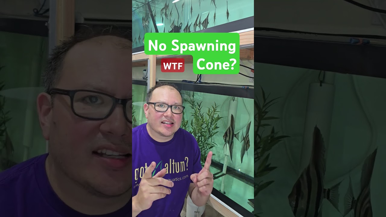 Breeding Altum Angelfish With No Spawning Cone? #aquarium #fishkeepinghobby #angelfish #altum