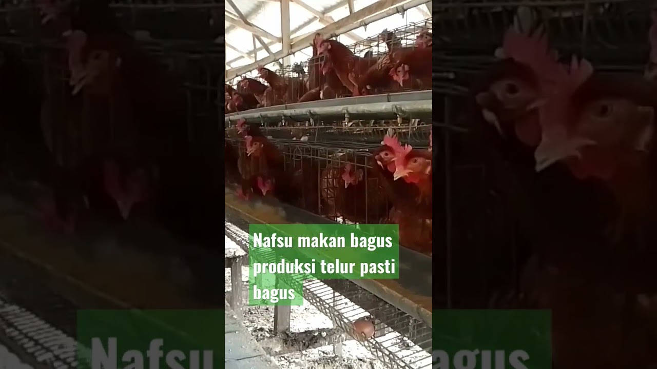 NAFSU MAKAN BAGUS PERODUKSI🥚 PASTI LEBIH BAGUS #usahaternakayam #peternakpemula #shorts