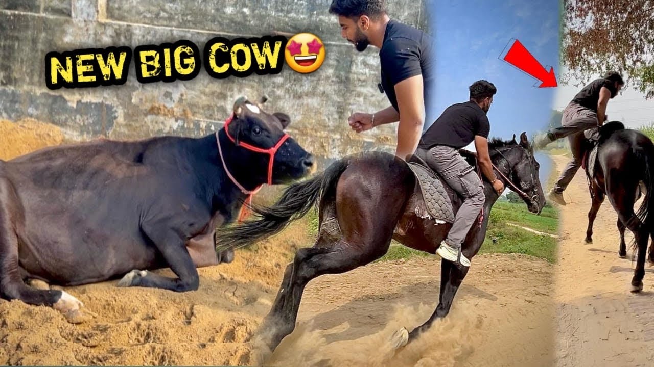 PEHELWAN FARMS Pr Chote सींग Waali Big Cow Aagyi 😍COMMANDO 🔥