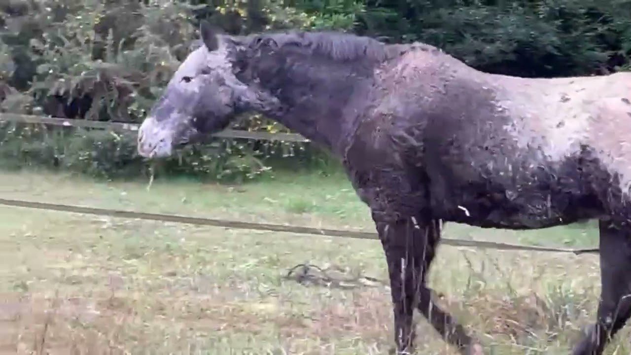 🐎Playtime before the Storm🥰⛈️