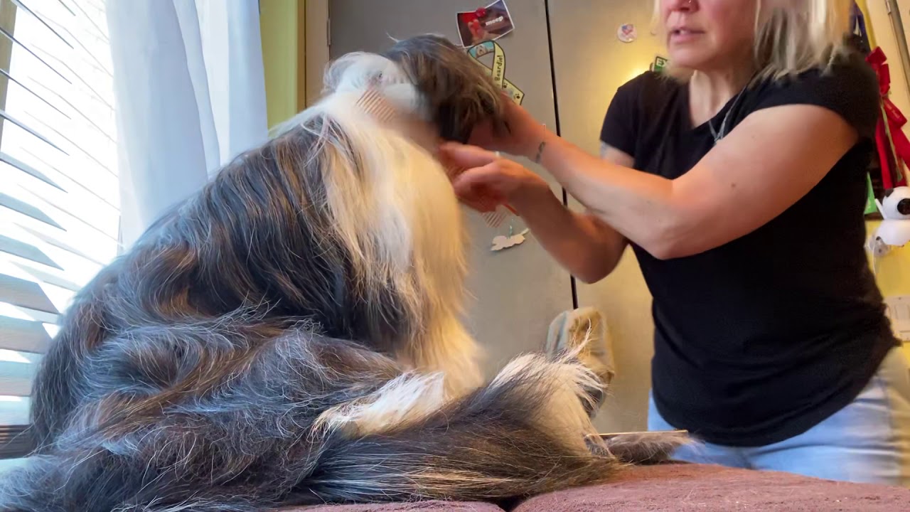 Beardie grooming 101