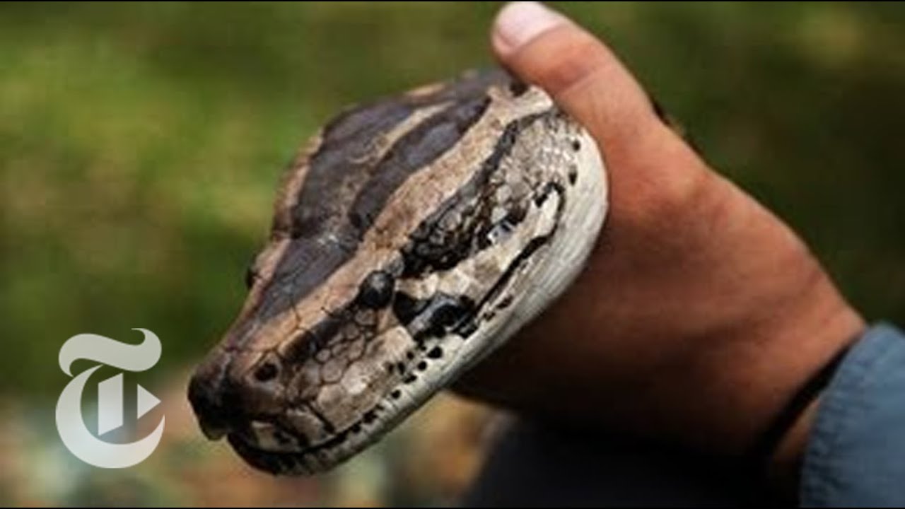 Stalking a Python: Hunting Snakes in a New Florida Competition | The New York Times