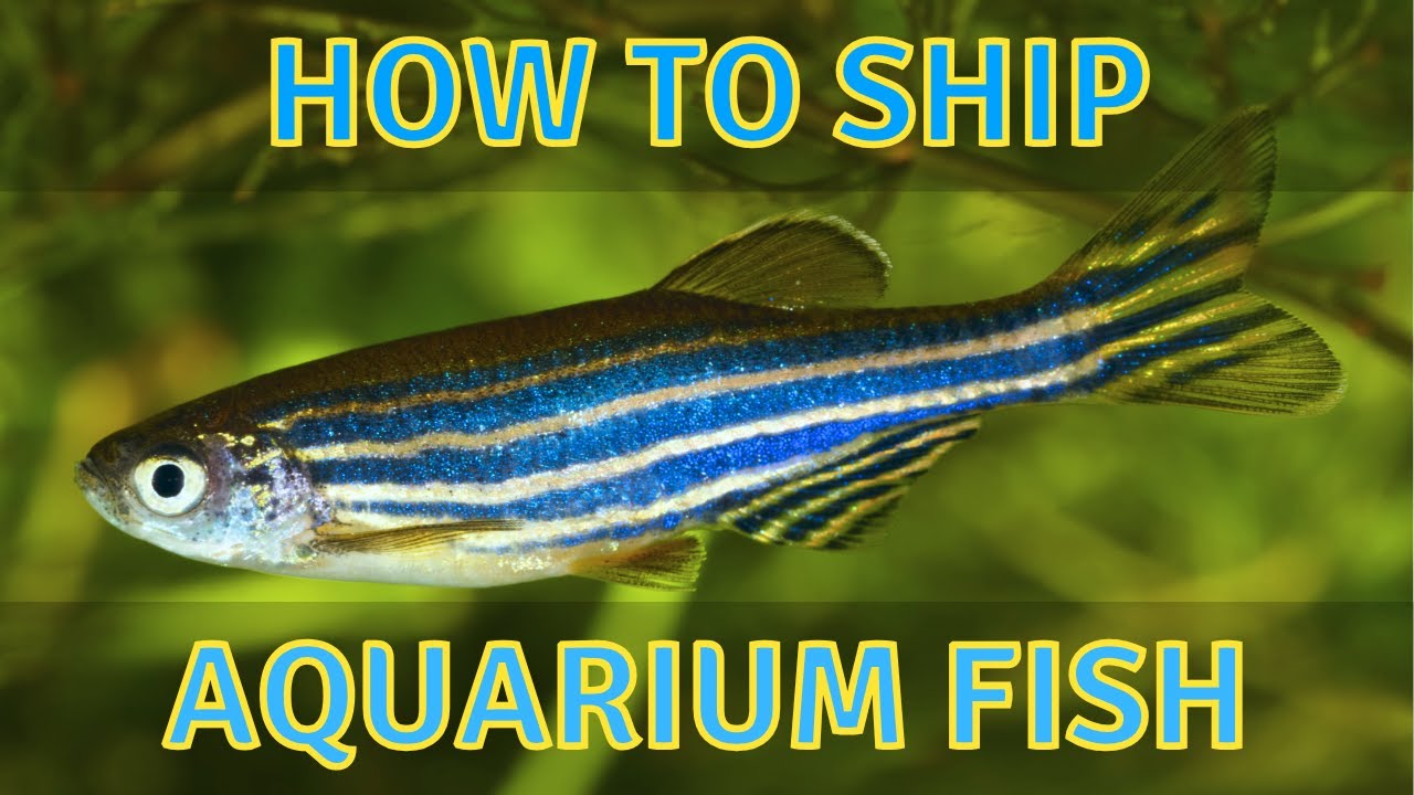 How to Ship Live Aquarium Fish the Right Way &ndash; What I Learned