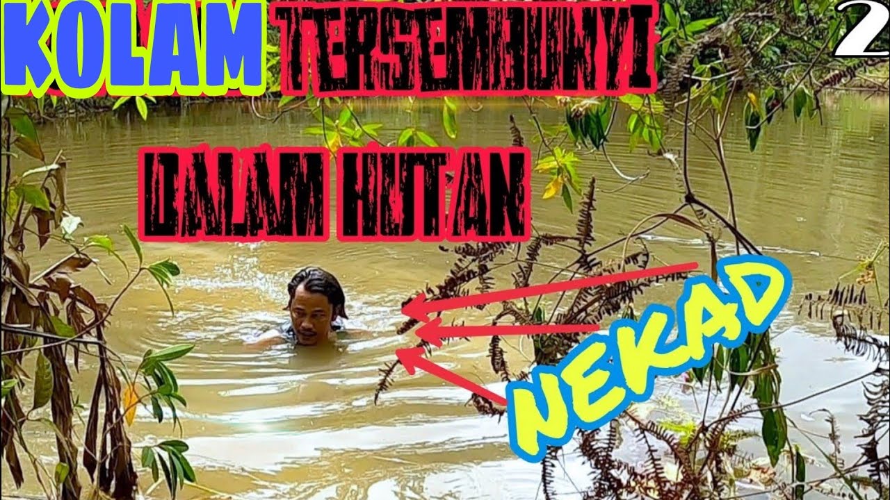keringkan kolam pemulihan hutan