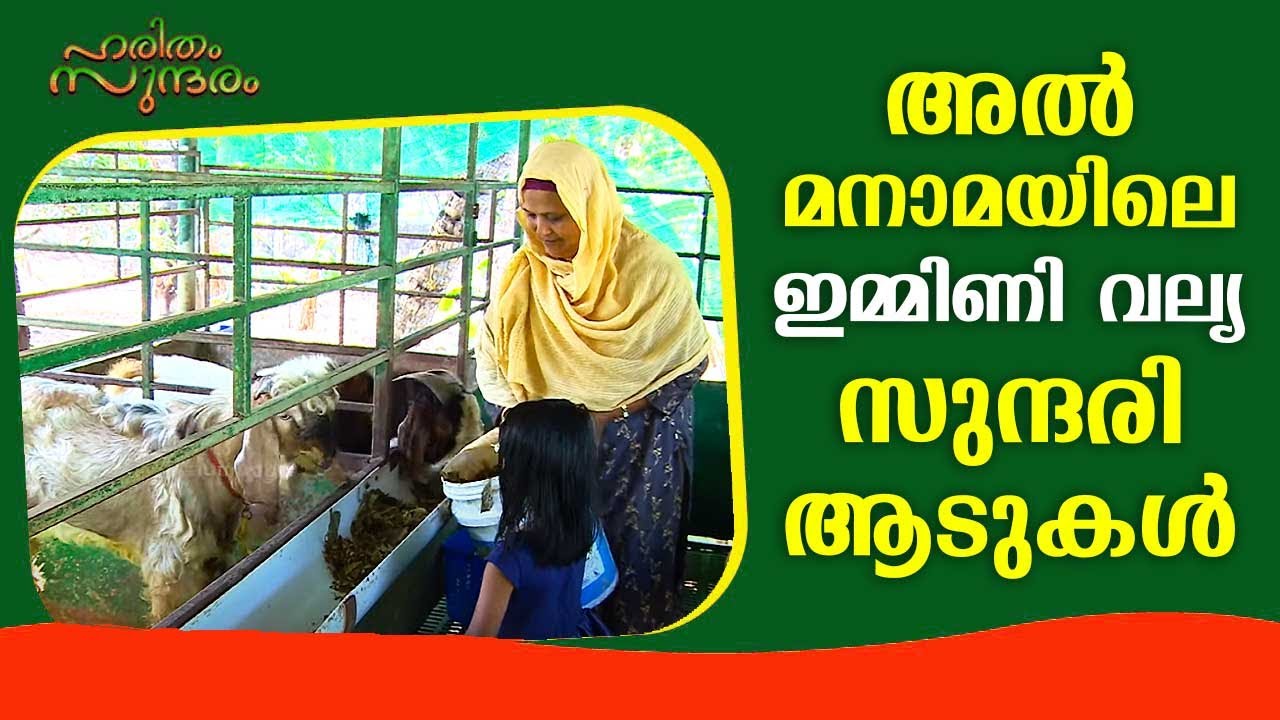 അൽ മനാമയിലെ ഇമ്മിണി വല്യ സുന്ദരി ആടുകൾ | Huge profit from goat farming | Haritham Sundaram EP 317