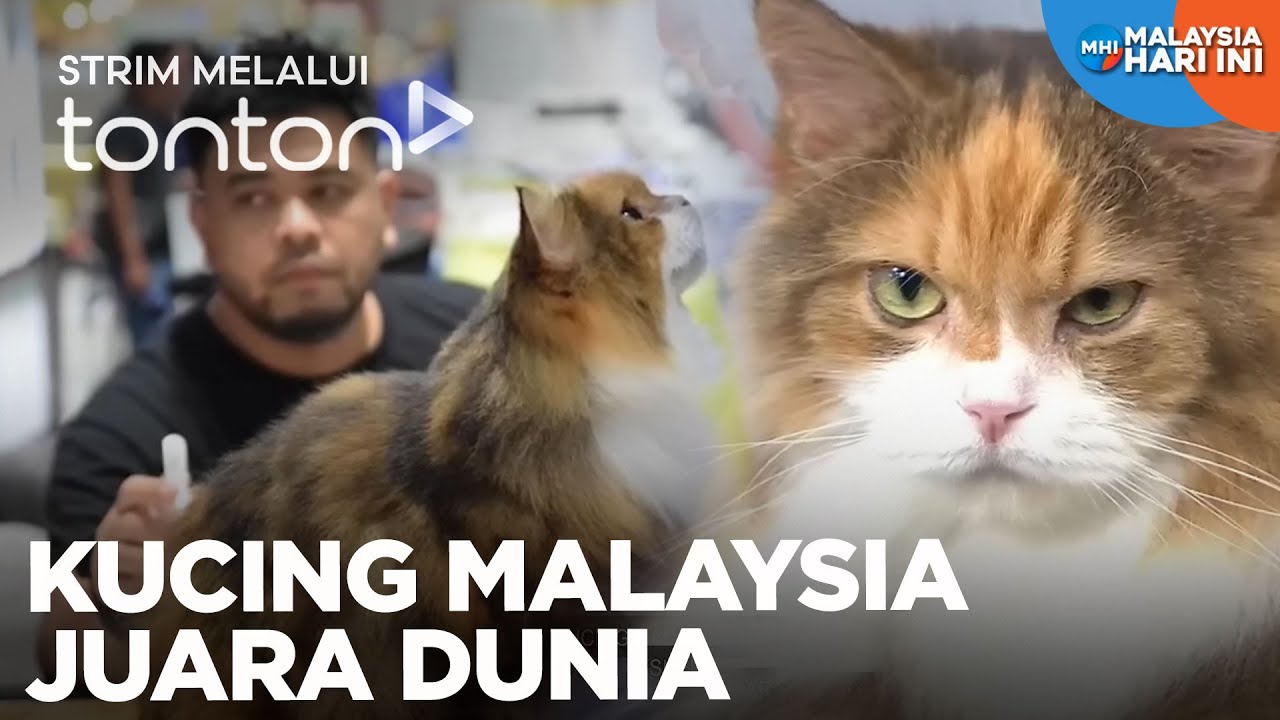 [CLIP] MHI (8 Jan 2025): Kucing Malaysia Juara Dunia | Tonton