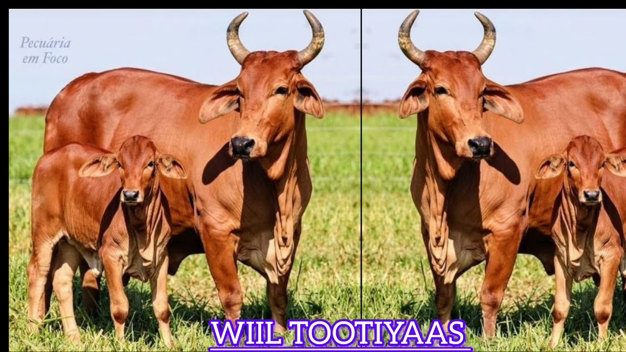 Afyaal mad jinow #koonfurgalbeed #comedyindia #videoviral #foryoupage #videoviral #foryoupage #fypp