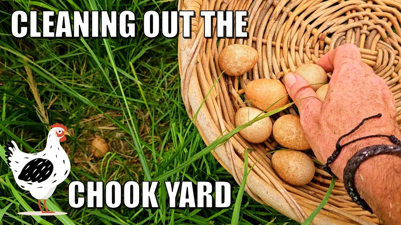 Clearing out the Old Chicken Pen🐔🐥