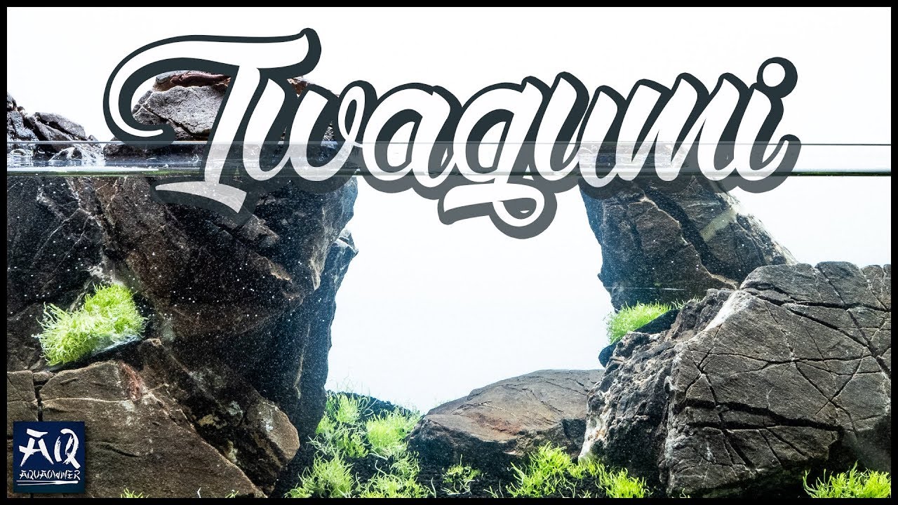 Iwagumi Aquarium mit fleischfressenden Pflanzen | AquaOwner