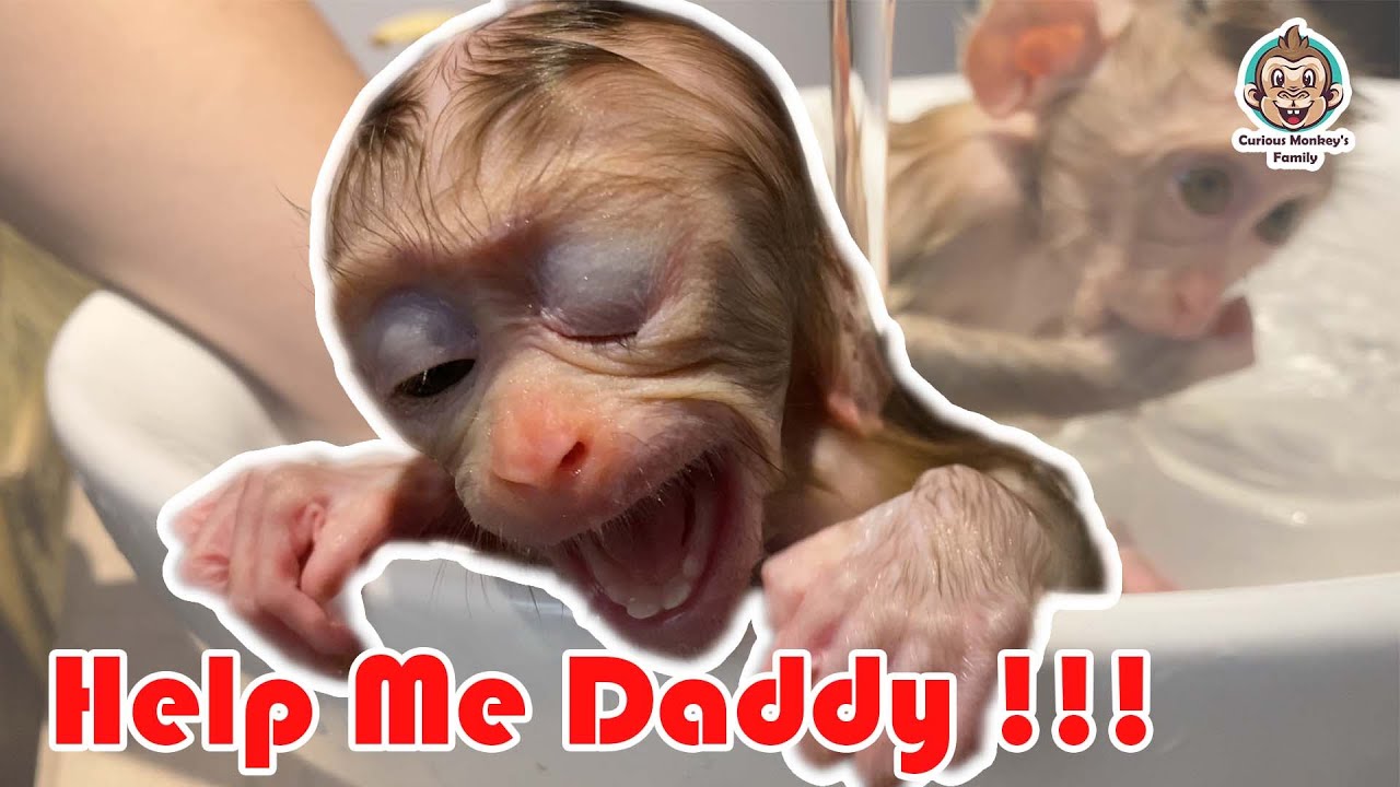 Little Monkeys Take A Bath With Dad | Curious Monkey Family's Daily