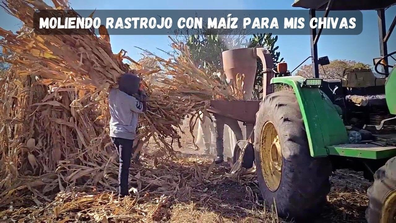 moliendo rastrojo con maíz para mis chivas🐐🐐